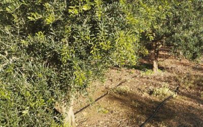 Riego ecológico de plantas sin cal – un productor de olivos en Mallorca ya disfruta de estas ventajas