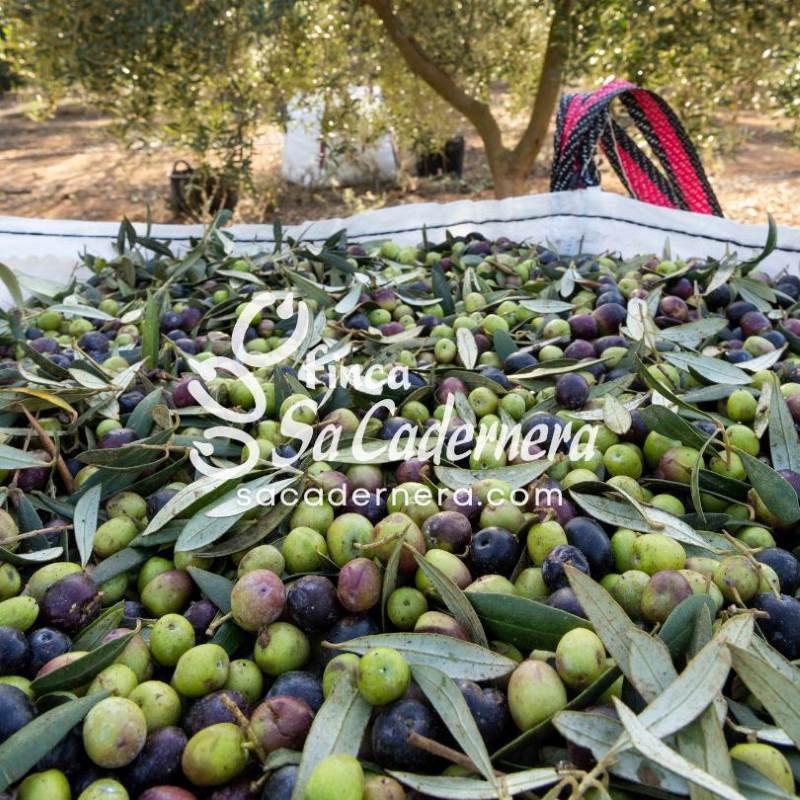 crisis-extraordinaria-de-la-produccion-de-aceite-de-oliva-1