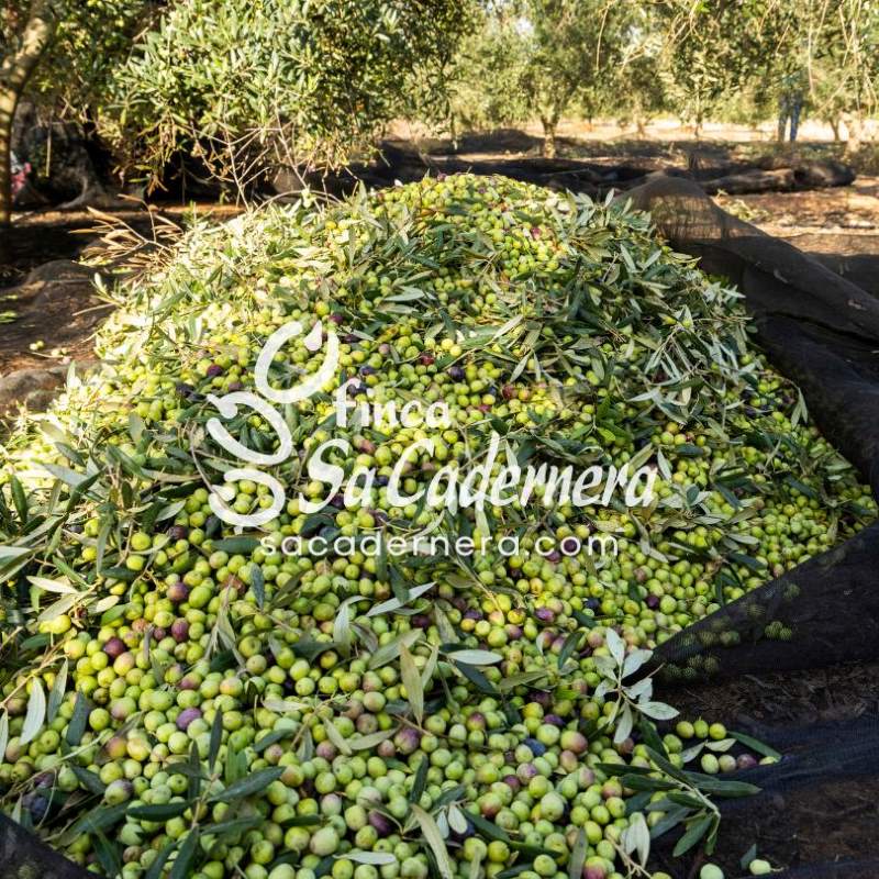 -produccion-de-aceite-de-oliva-sa Cadernera