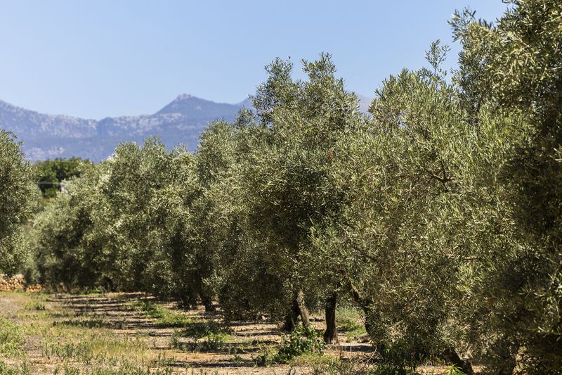 Soluciones antical para campos de olivos